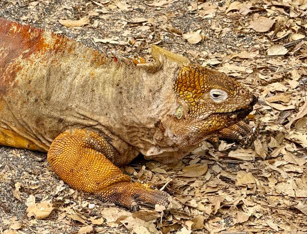 istock Galapagos Land Iguana, Isabela Island 2196212034