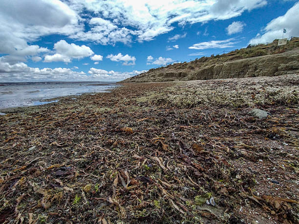 istock Punta cuevas beach landscape, puerto madryn, chubut, argentina 2196212421
