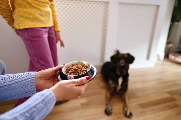istock Dog waiting to have a lunch in the kitchen 2196213428