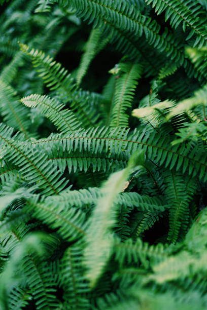 istock Nephrolepis cordifolia 2196214284