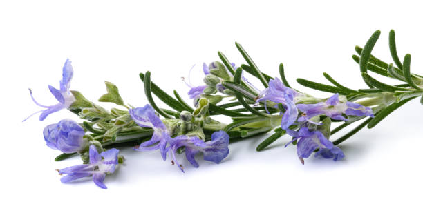 istock Rosemary sprig  in  flower 2196214899