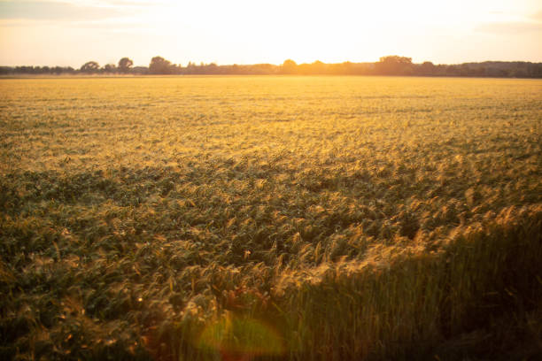Wheat field at sunset in Europe. Landscape