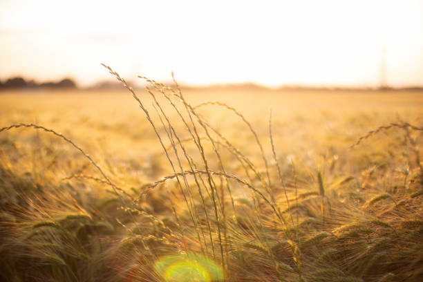 Wheat field at sunset in Europe. Landscape