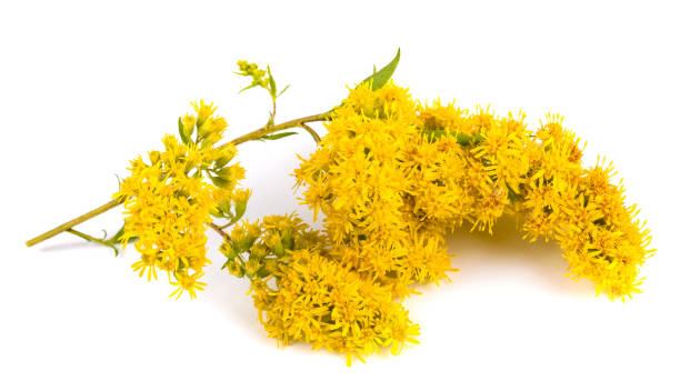 istock Goldenrod  flowers 2196215224