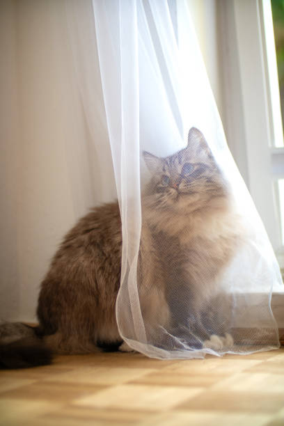 The white and black cat near the window