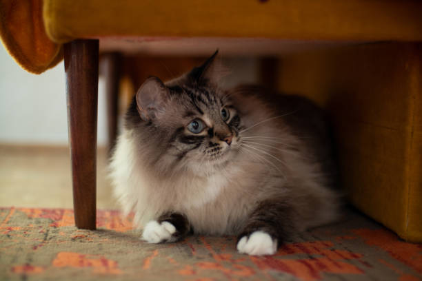 istock Funny fluffy cat with blue eyes 2196215458