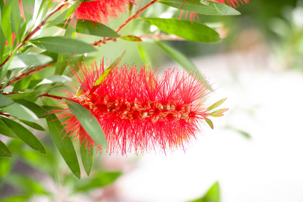 Red bottlebrushe flower on green background