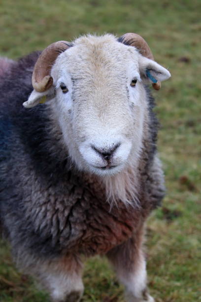 istock Close-up face view of a Herdwick Sheep. 2196216793