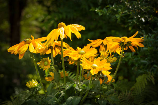 istock Rudbeckia flowers 2196217768