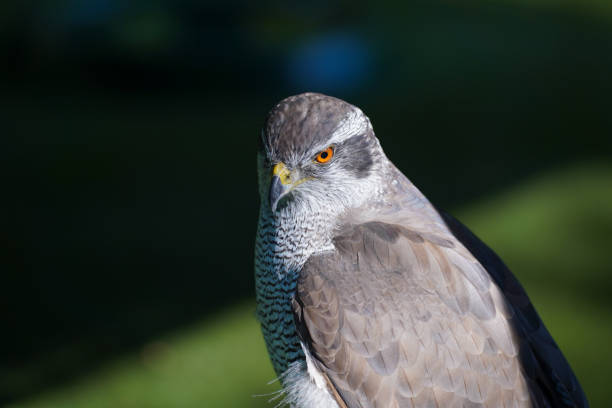 Portrait of perching chicken hawk isolated against defocused green summer foliage. The specimen is probably a Florida red-tailed hawk (Buteo jamaicensis umbrinus), a subspecies of red-tailed hawk.The image was captured in Georgia, USA at close range with a 500mm telephoto lens and a full frame digital mirrorless camera at low ISO (100) resulting a large image with minimal noice.