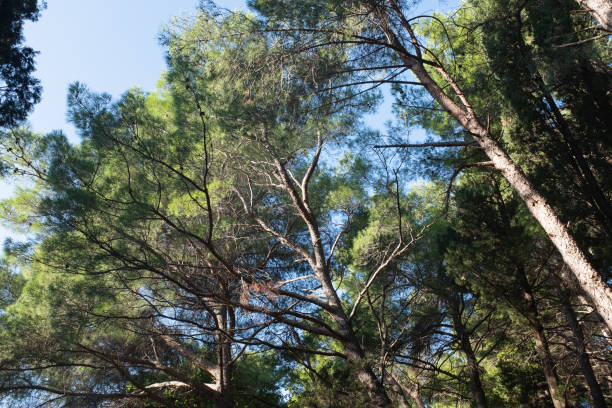 A breathtaking view of tall trees forming a dense canopy against a bright blue sky. The scene captures the beauty of a lush, green forest bathed in sunlight. High quality photography