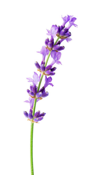 istock Flower lavender therapeutic herbs, isolated on white background. 2196218324