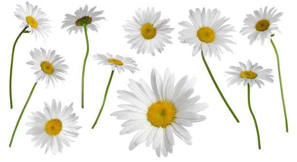 istock Chamomile flower on stem set of different types isolated on white background 2196218427