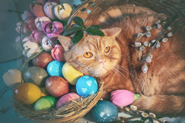 istock Cute ginger cat lying near basket with colorful easter eggs 2196219153