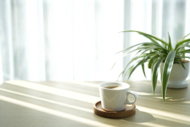 coffee cup and plant pot plant pot on white table minimal interior under sunlight