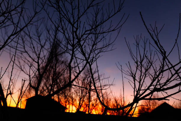 The sky is orange and the trees are bare. The sun is setting and the sky is darkening