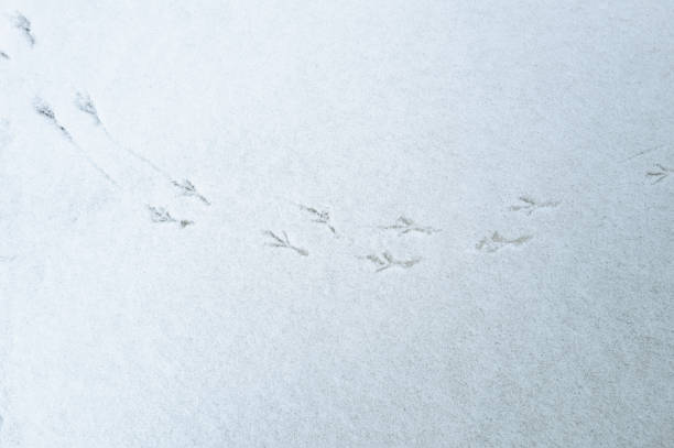 Bird Foot Steps in Snow