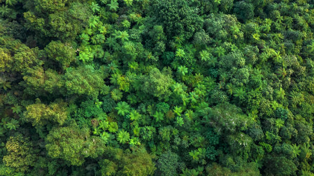 istock A breathtaking view of a lush green forest canopy captured from above, highlighting natures beauty 2196221663