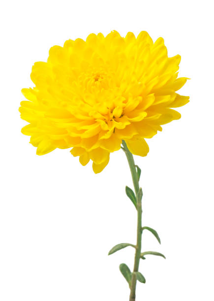Yellow  chrysanthemum flowers isolated on white.