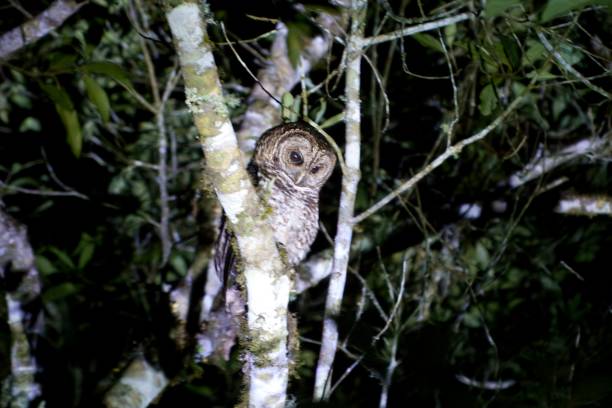 istock Rusty-barred Owl in Brazil 2196224253