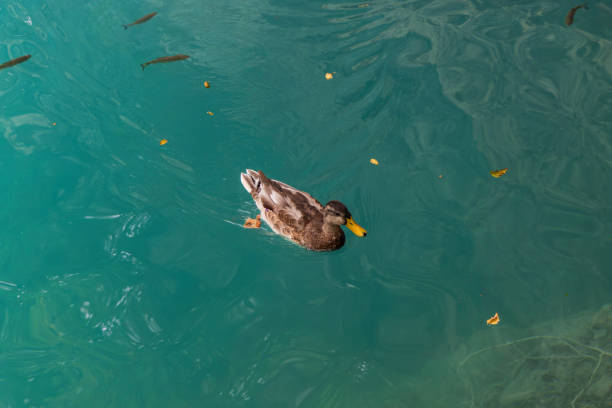 Beautiful Mullard Duck on lake, Plitvice Croatia
