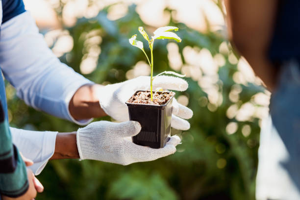 Close-up of hands holding a small plant, showcasing new life and growth.