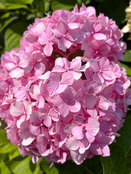 istock Close-up of a vibrant pink hydrangea blossom in full bloom, basking in sunlight, surrounded by lush green leaves, embodying the beauty of nature 2196226652