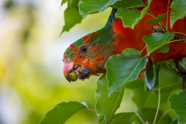 istock A colourful, friendly, and vibrant Australian King Parrot 2196227515