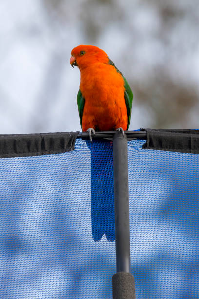 Photograph of an Australian King Parrot sitting on a blue fabric fence in the sunshine in the Blue Mountains in New South Wales, Australia.