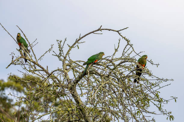 istock A colourful, friendly, and vibrant Australian King Parrot 2196227593