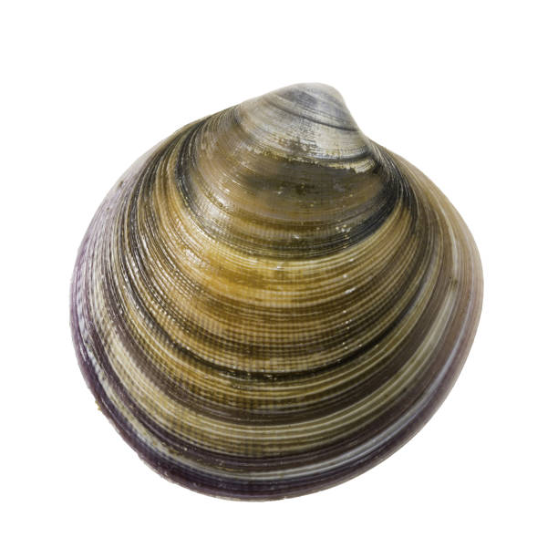 istock Close-Up Of Shell Clam Against White Background. 2196227829