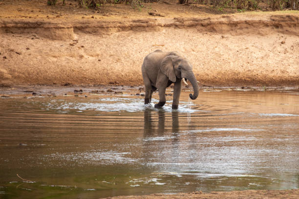 South African elephant wallking across river drinking water at golden hour.