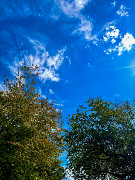 Low Angle Of Trees Against Blue Sky