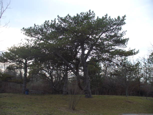 Majestic Pine Tree Standing Tall in Park