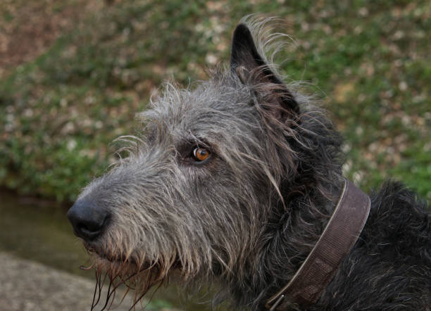 istock Portrait of an Irish wolfhound 2196229793