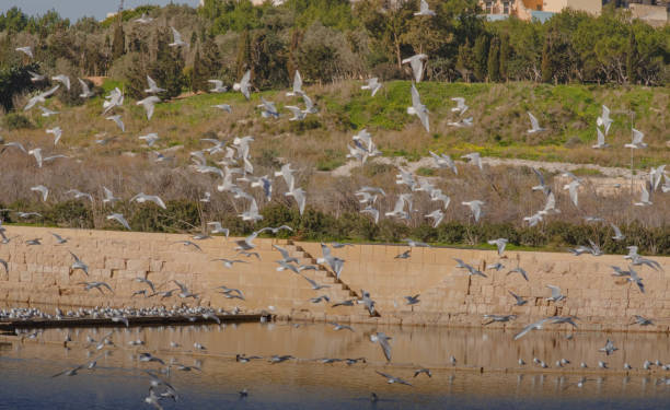 istock Dynamic Flock of Seagulls in Motion Above Scenic Lagoon 2196229920