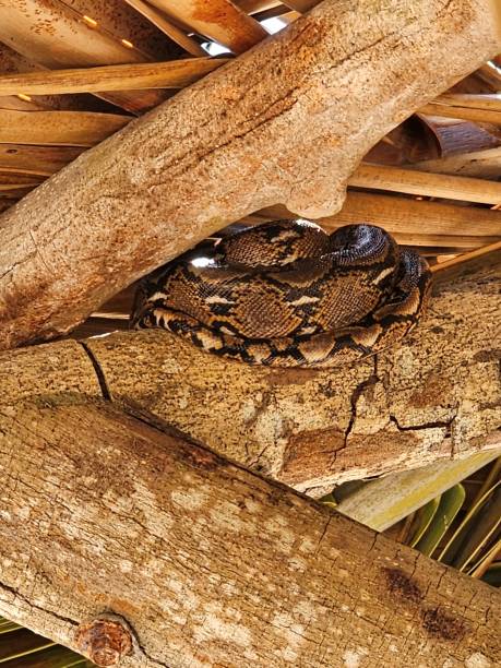 144,700+ Python Snake Wrapped Close Up Around A Branch Stock Photos ...