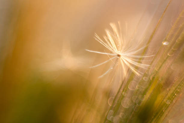 istock Dandelion seeds and dewdrops on a grass blade. 2196231881