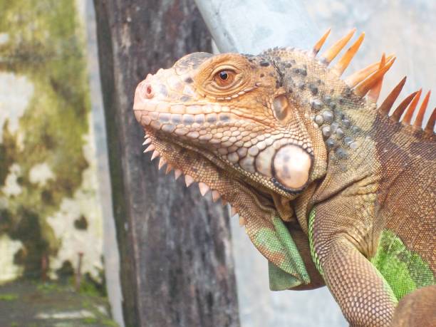 istock the red iguana enjoy in the morning 2196231976