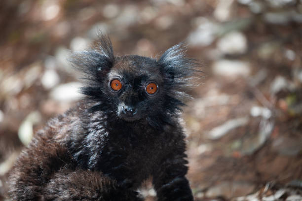 family Black lemur, Eulemur macaco, sits by a tree trunk. Little cute funny black animal with orange eyes