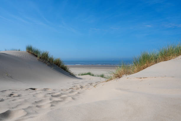 istock Dunes with beach grass and the sea 2196233501