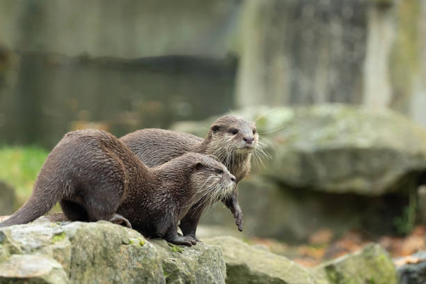 Asian small clawed otter Amblonyx cinerea, also known oriental small clawed otter or simply small clawed otter on the rock. detailed closeup portrait of a cute little brown animal