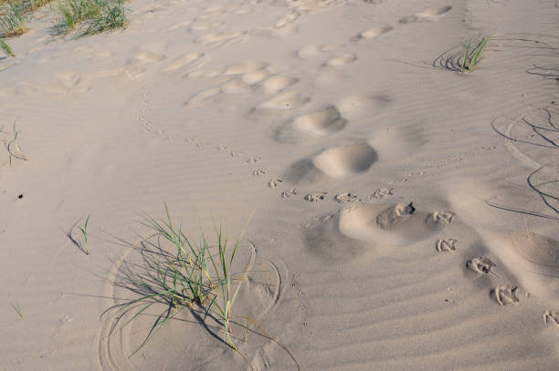 istock Footprints of  bird  in the sand 2196233820