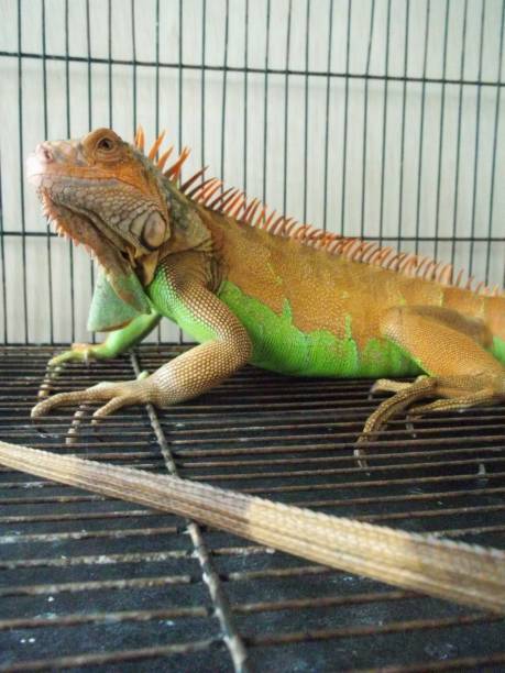 istock the red iguana enjoy in the morning 2196233861