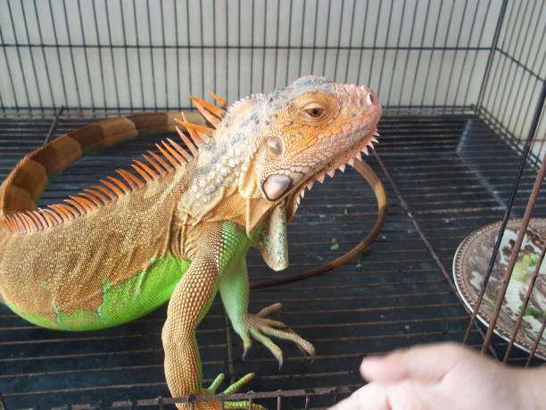 istock the red iguana enjoy in the morning 2196234515