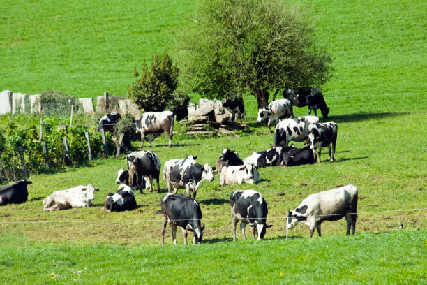Group of beautiful Holstein cows grazing on green meadow, landscape, agricultural activity . Galicia, Spain.