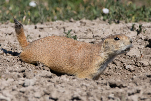 istock Prairie dog in Badlands National Park 2196235686