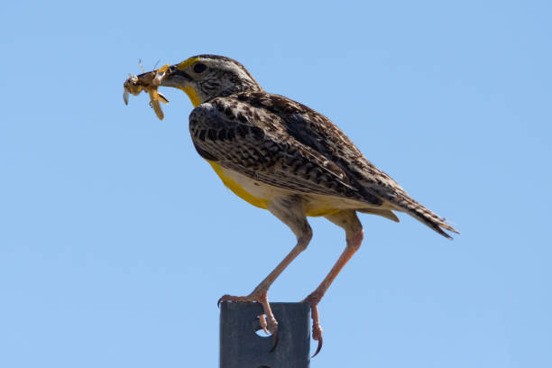 istock Eastern Meadowlark eating an insect 2196235693