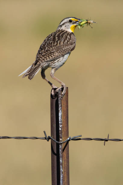 istock Eastern Meadowlark eating an insect 2196235763