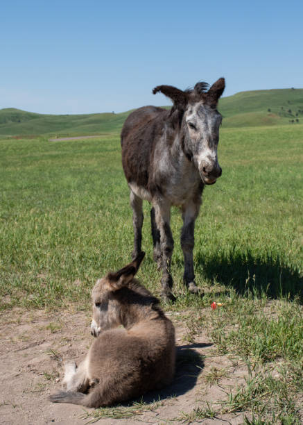 istock Mother and young wild donkeys 2196236325